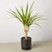 Dracaena 'Marginata Cane' - House Plant Shop