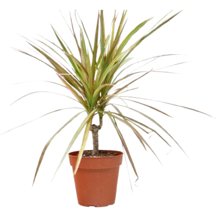 Dracaena 'Red Margined' - 4" Pot