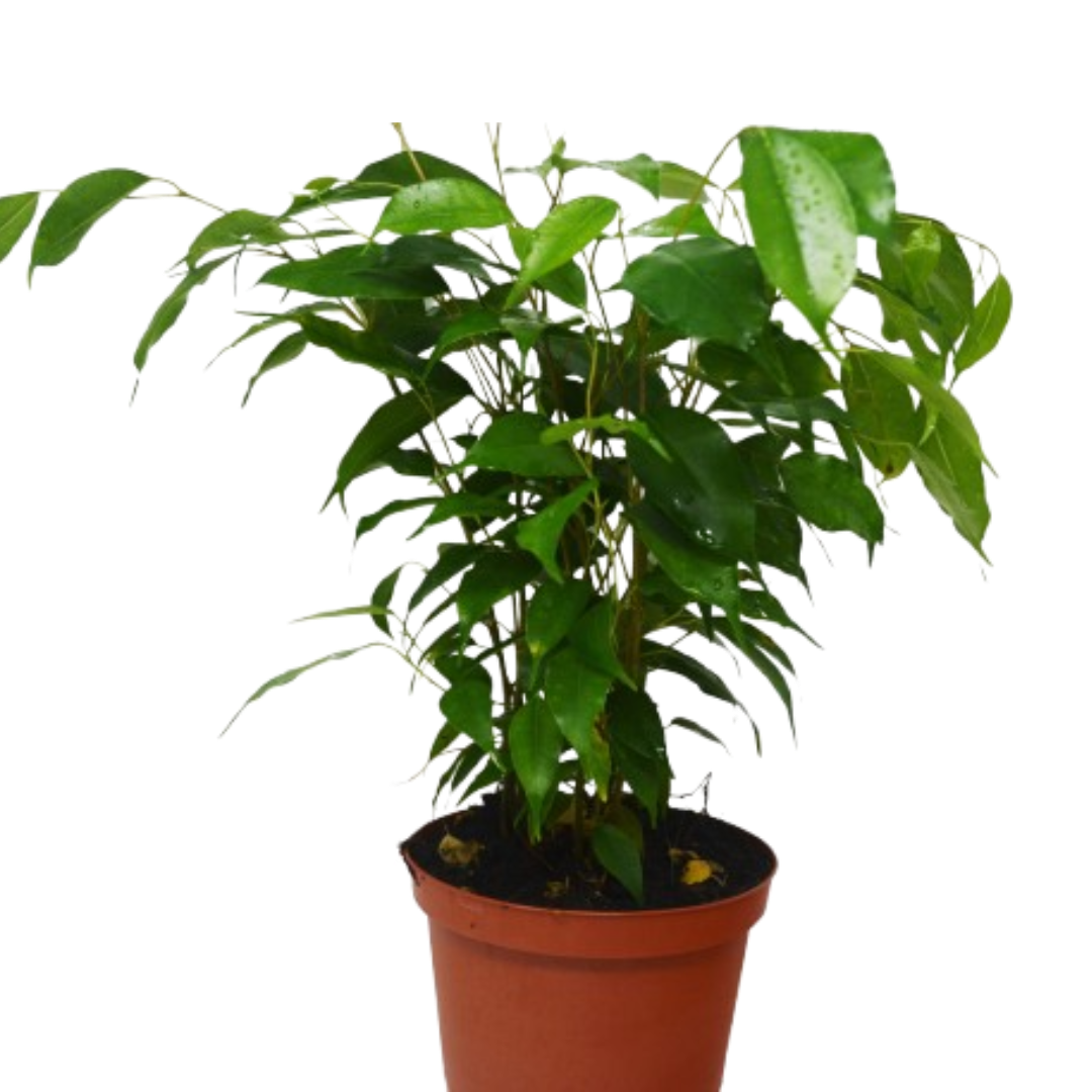 indoor plants ficus benjamina Ficus 'Benjamina' - 6" Pot