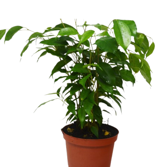 Ficus 'Benjamina' - 6" Pot