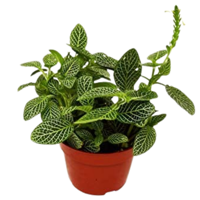 nerve plant pot Fittonia 'White Nerve Plant' - 4" Pot - NURSERY POT ONLY
