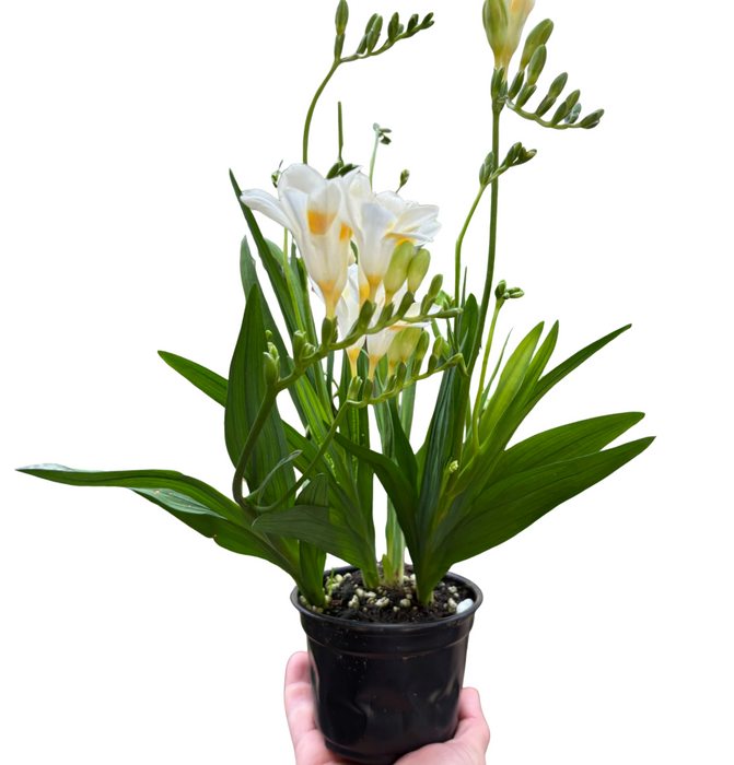 Freesia 'White'