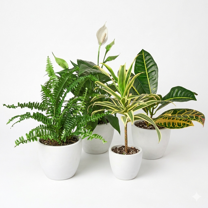 Air Purifying Variety Bundle