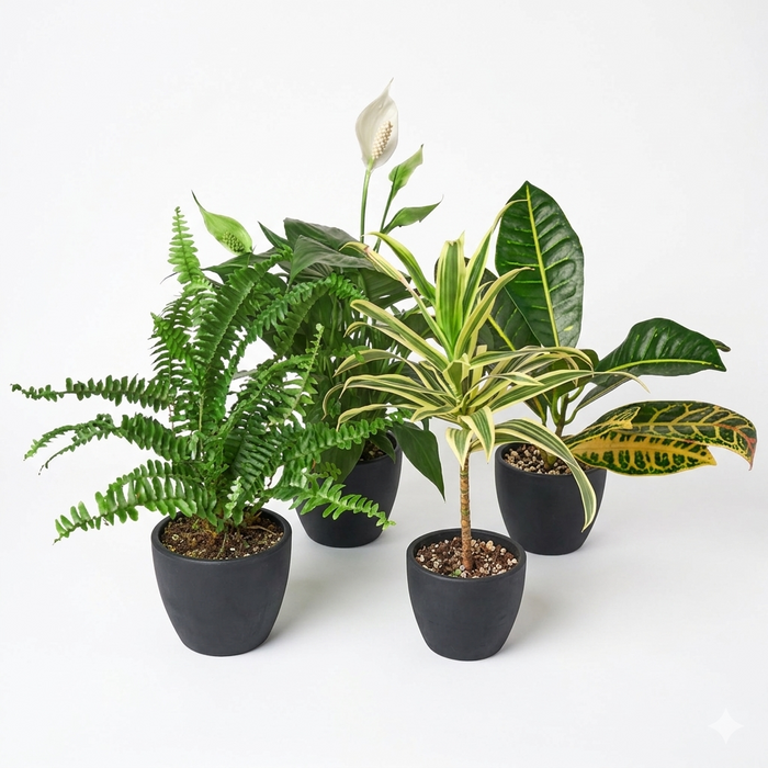 Air Purifying Variety Bundle