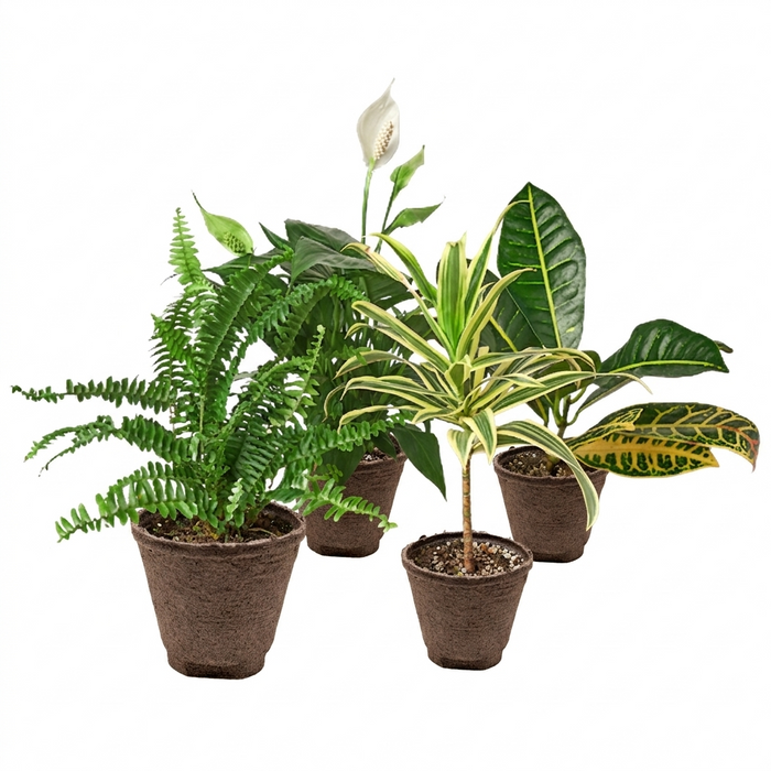 Air Purifying Variety Bundle