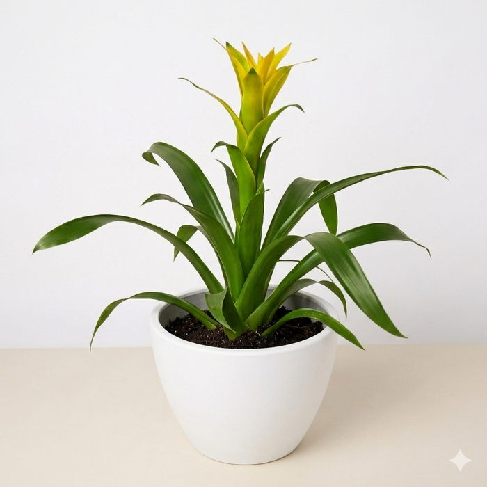 Guzmania Bromeliad 'Yellow'