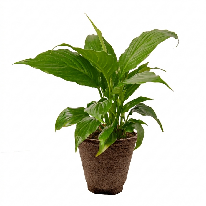 Spathiphyllum 'Peace Lily'