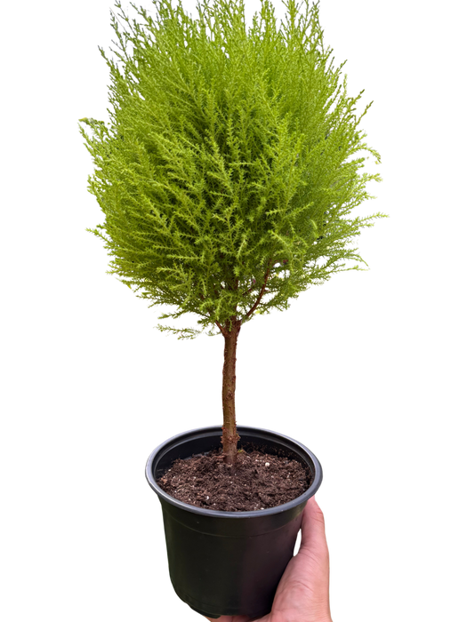 Cypress Lemon Topiary