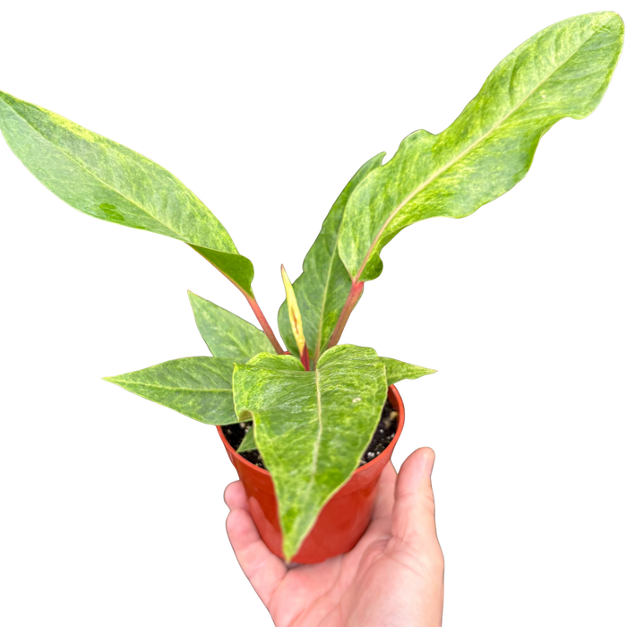 Anthurium 'Renaissance'