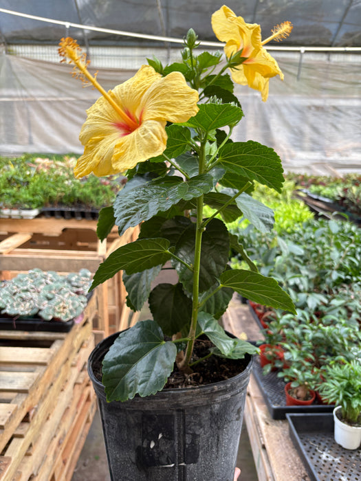 Hibiscus 'Rosa Sinensis'