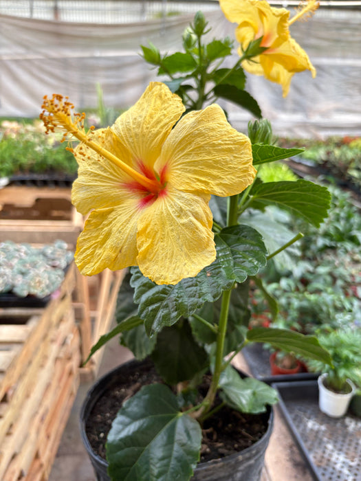Hibiscus 'Rosa Sinensis'