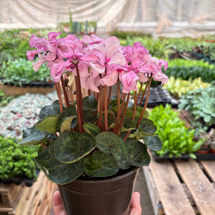 Cyclamen 'Pink'