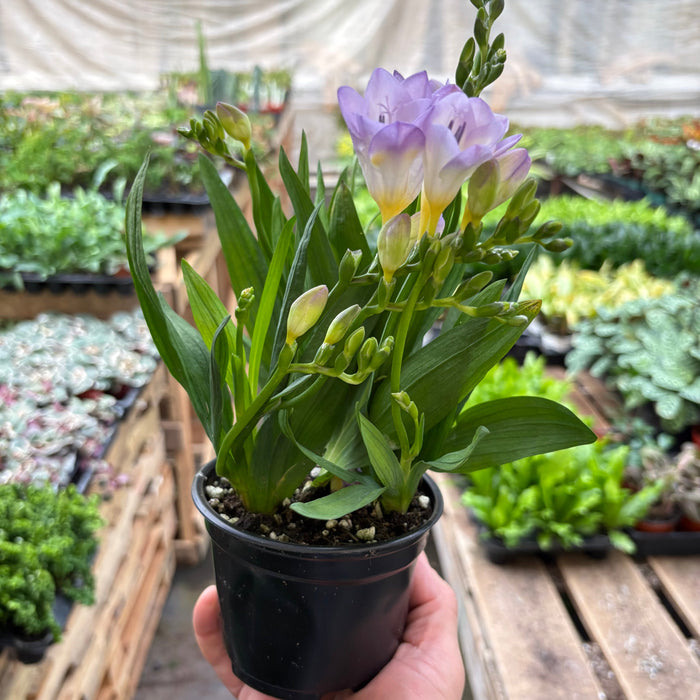 Freesia 'Purple'