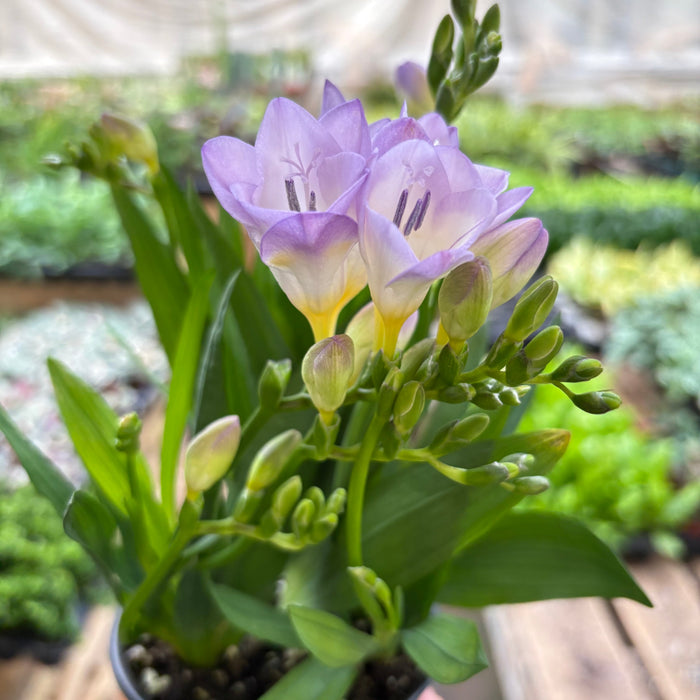 Freesia 'Purple'