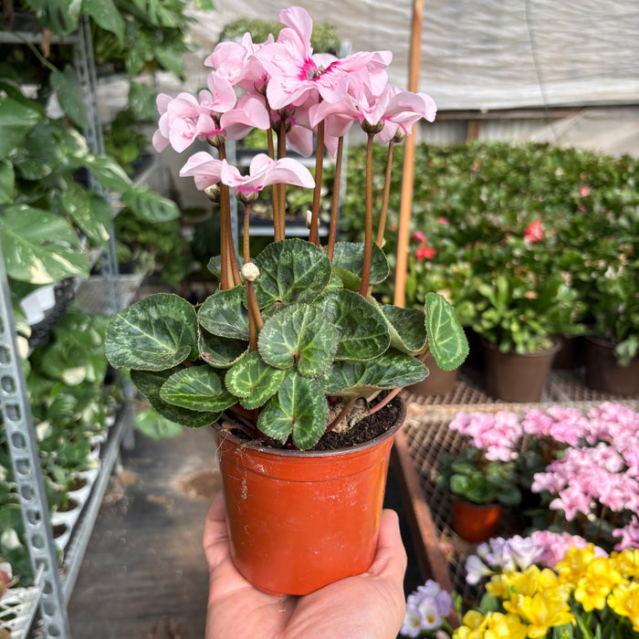Cyclamen 'Pink'