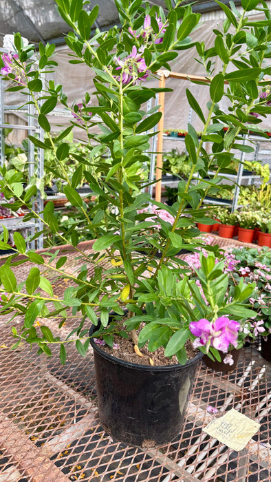 Polygala 'Grandiflora'