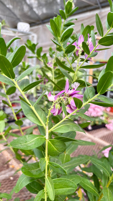 Polygala 'Grandiflora'