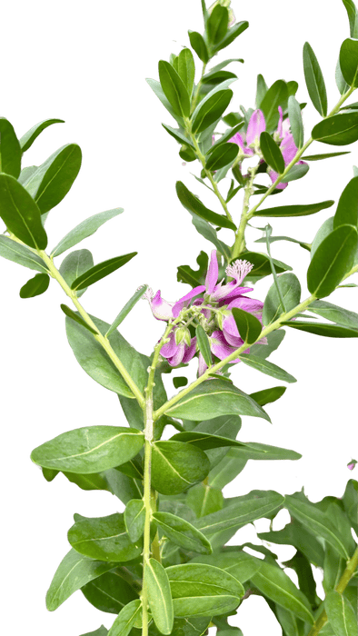 Polygala 'Grandiflora'