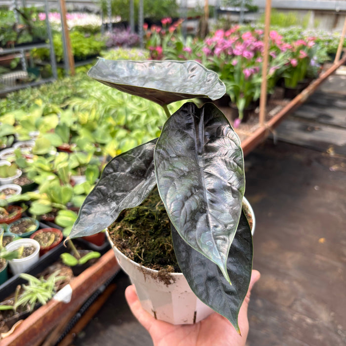 Alocasia 'Green Unicorn'