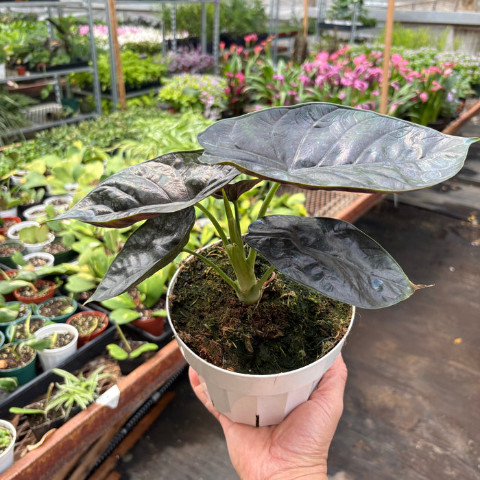 Alocasia 'Green Unicorn'