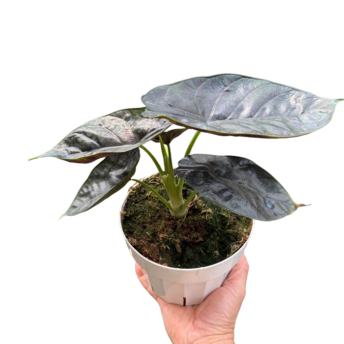 Alocasia 'Green Unicorn'