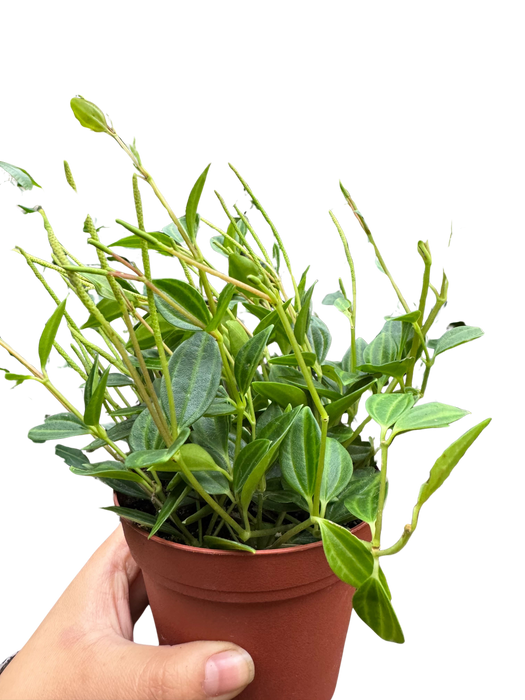 Peperomia 'Angulata'