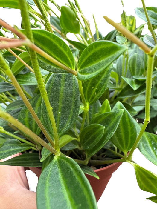 Peperomia 'Angulata'