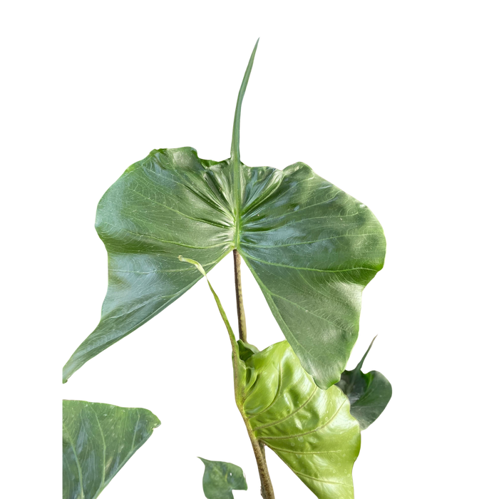 Alocasia macrorrhizos 'Stingray'