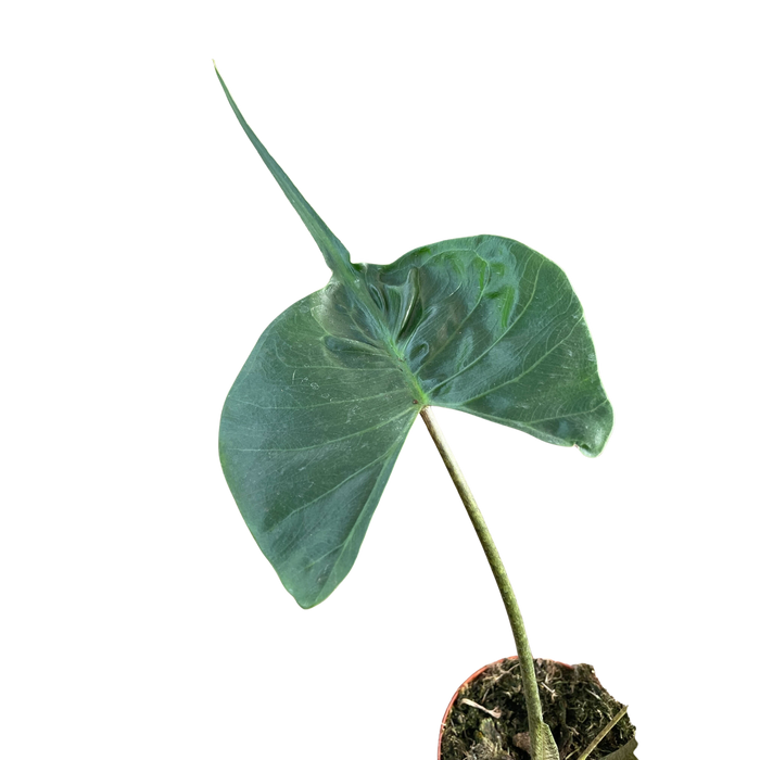 Alocasia macrorrhizos 'Stingray'
