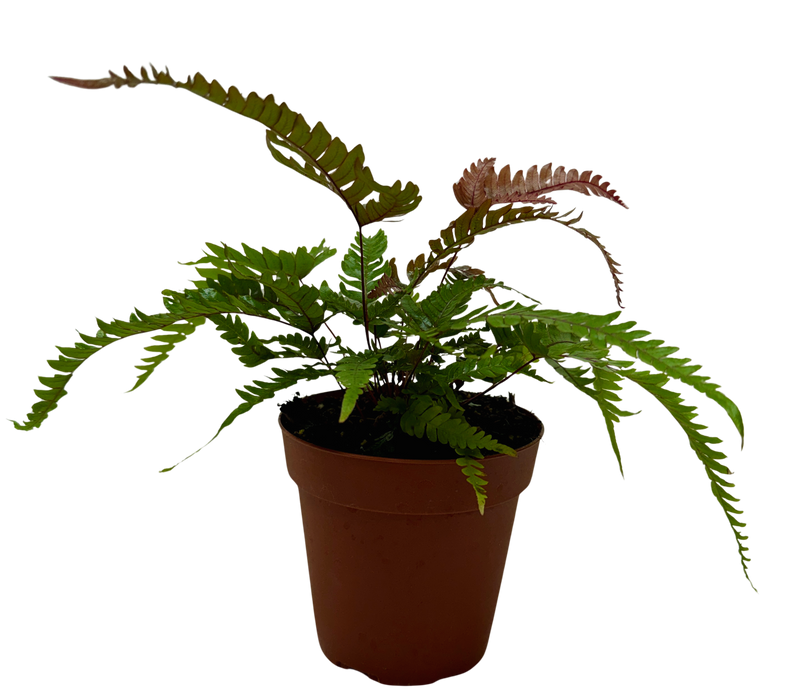 Fern 'Tricolor Pteris'