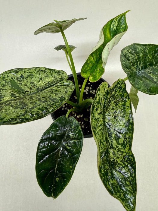 Alocasia 'Dragon Scale Mint'