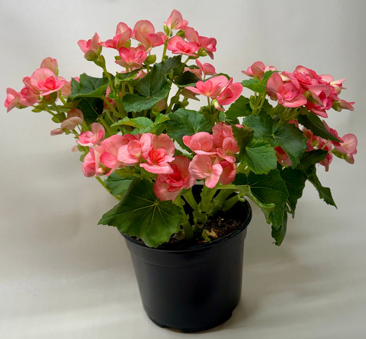 Begonia 'Reiger'