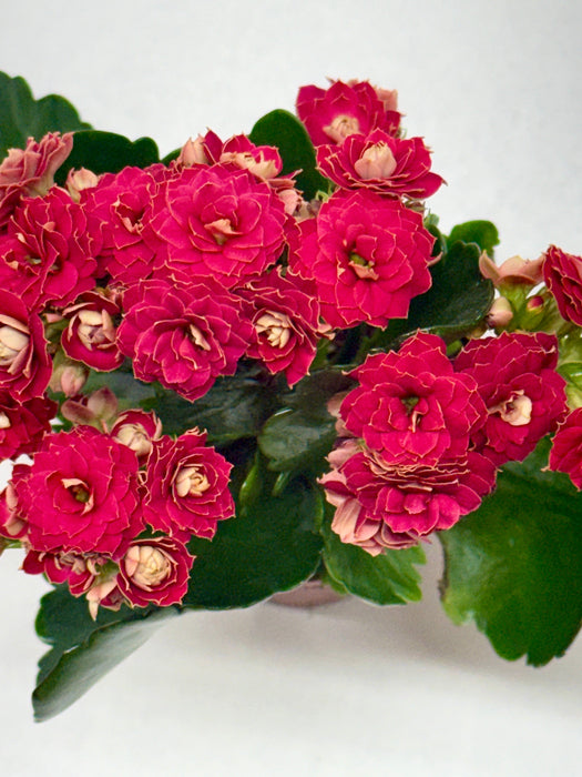 Kalanchoe 'Blossfeldiana'