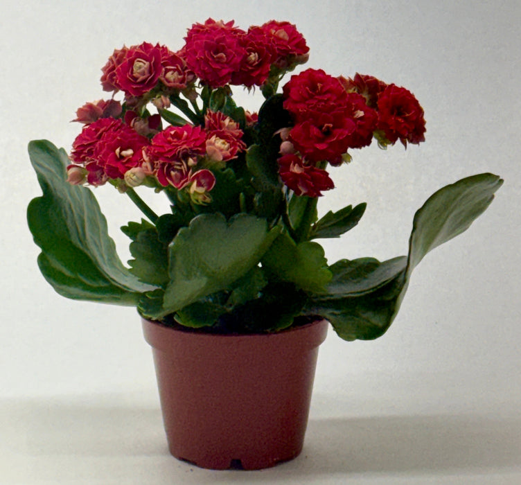 Kalanchoe 'Blossfeldiana'