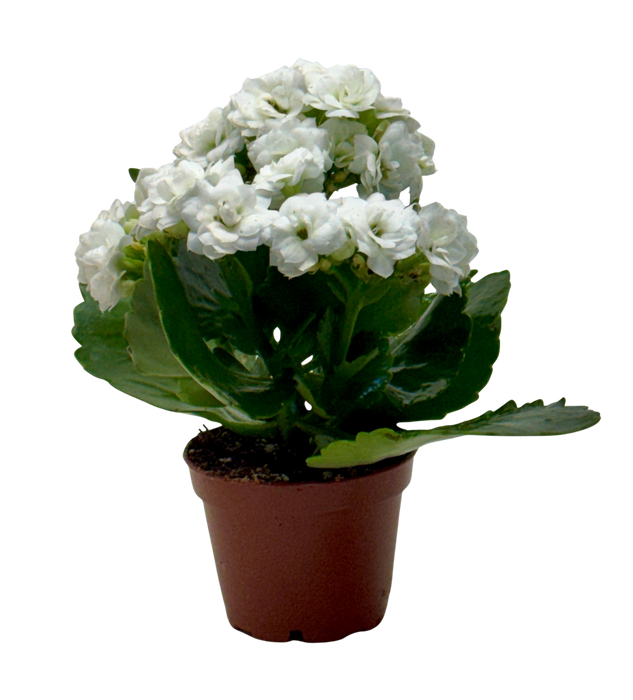 Kalanchoe 'Blossfeldiana'