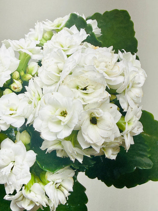 Kalanchoe 'Blossfeldiana'