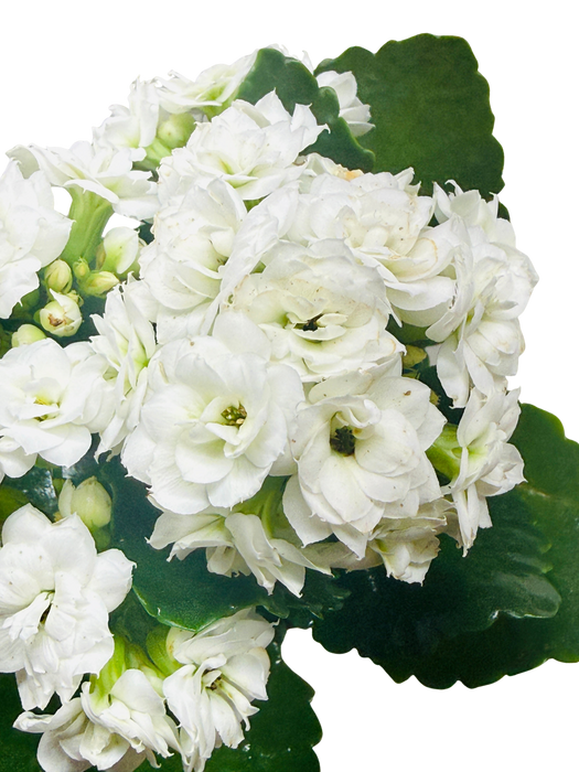 Kalanchoe 'Blossfeldiana'