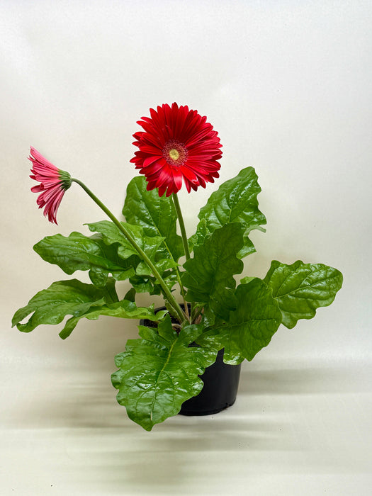 Gerbera Daisy