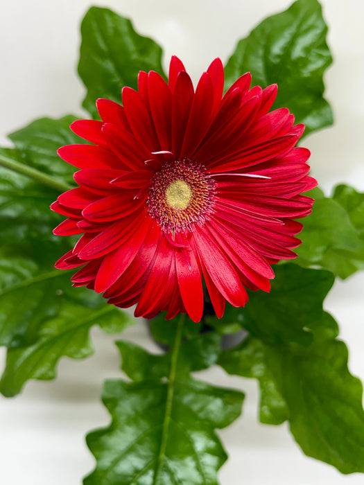 Gerbera Daisy