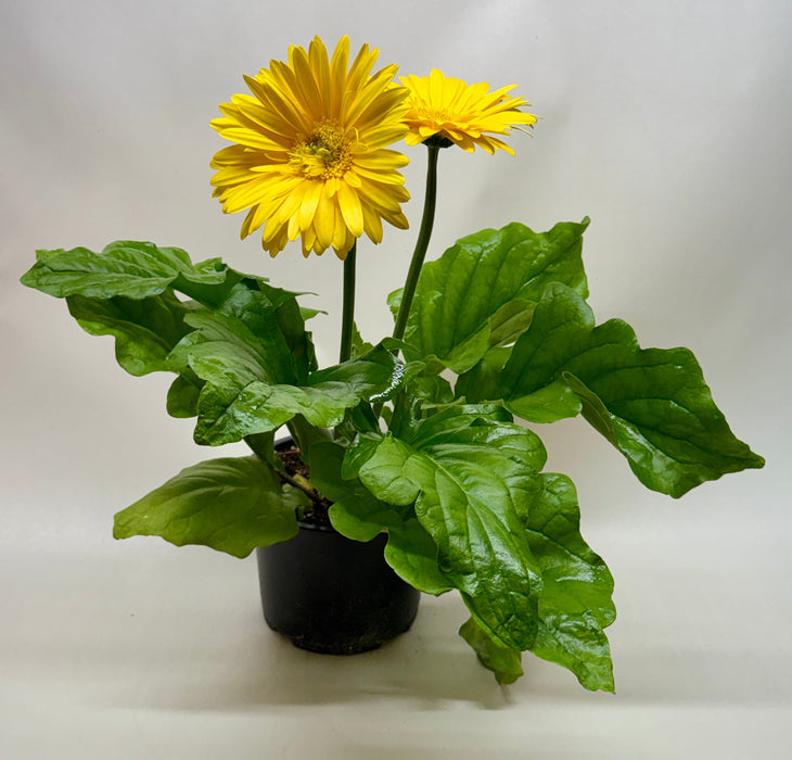 Gerbera Daisy