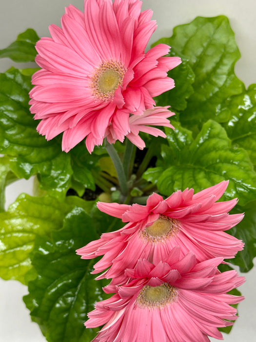 Gerbera Daisy