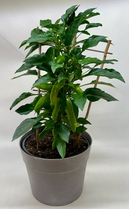Edible 'Sweet Pepper'