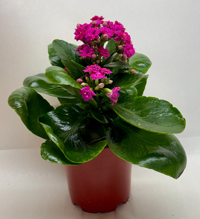 Kalanchoe 'Blossfeldiana'