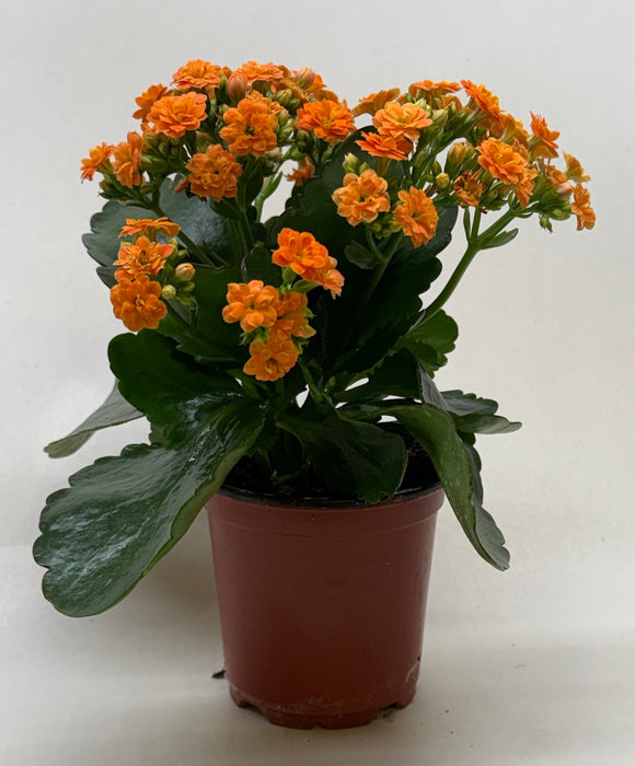 Kalanchoe 'Blossfeldiana'