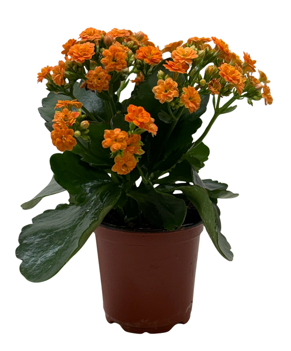 Kalanchoe 'Blossfeldiana'