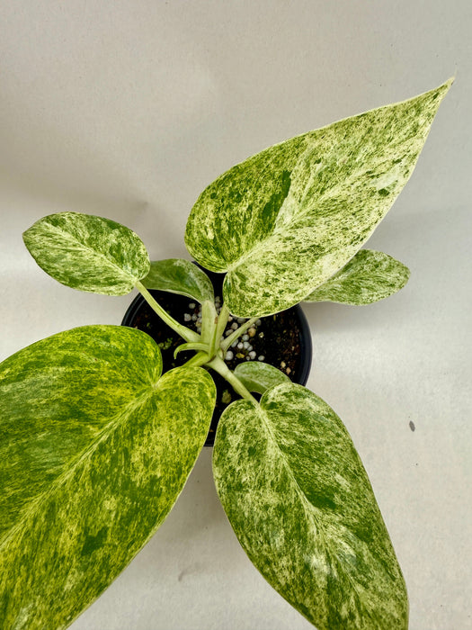 Philodendron 'Blizzard'