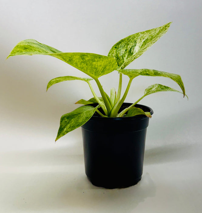 Philodendron 'Blizzard'