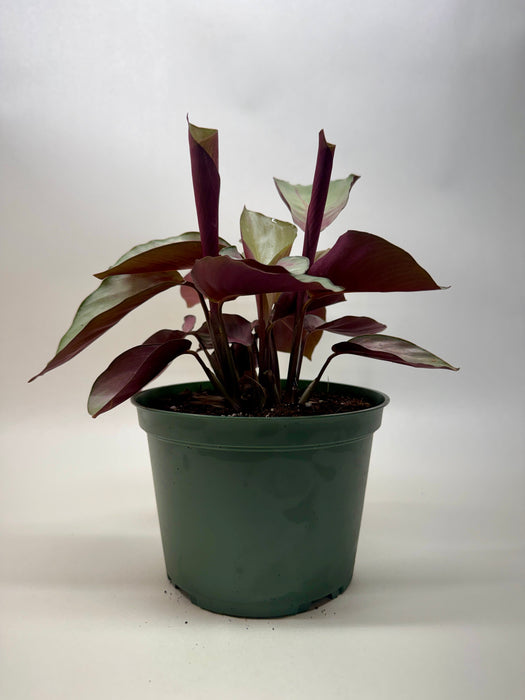 Calathea 'Silver Plate'