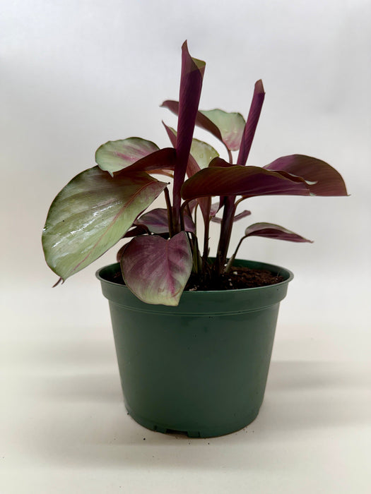 Calathea 'Silver Plate'