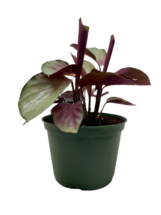 Calathea 'Silver Plate'